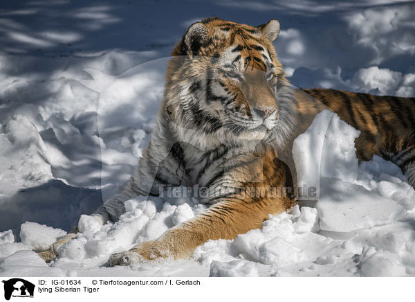 lying Siberian Tiger / IG-01634