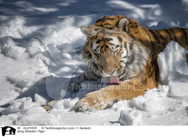 lying Siberian Tiger / IG-01635