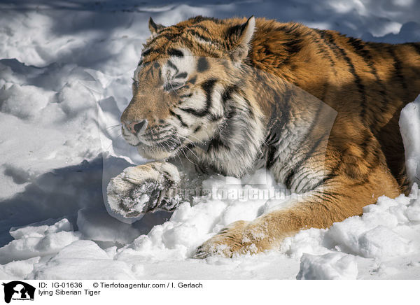 lying Siberian Tiger / IG-01636