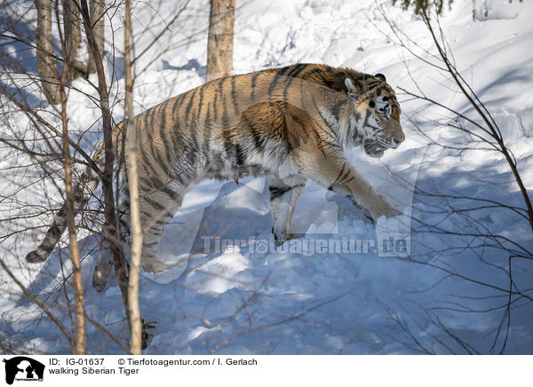 laufender Amurtiger / walking Siberian Tiger / IG-01637