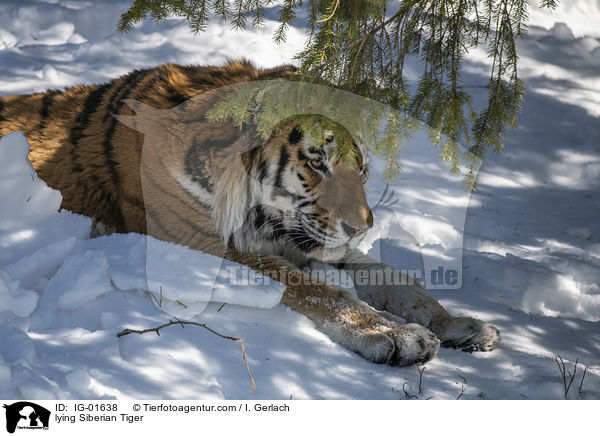 lying Siberian Tiger / IG-01638