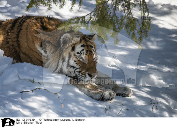 lying Siberian Tiger / IG-01639