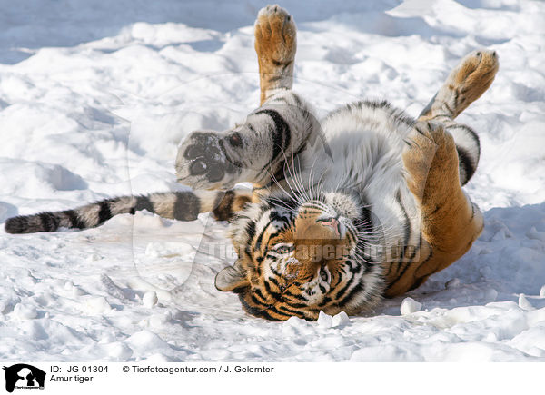 Amur tiger / JG-01304