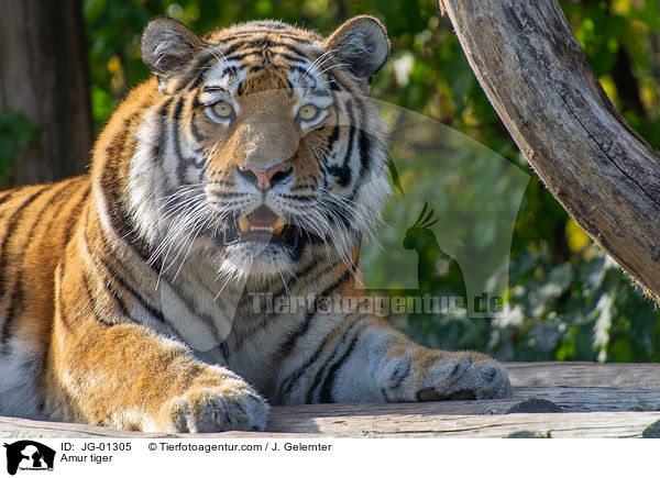 Amur tiger / JG-01305