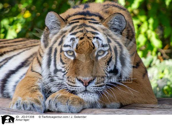 Amur tiger / JG-01308