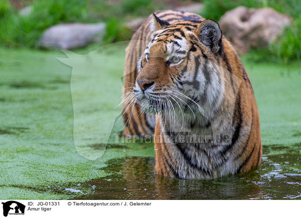 Amur tiger / JG-01331