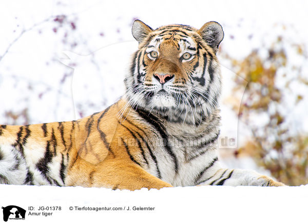 Amurtiger / Amur tiger / JG-01378
