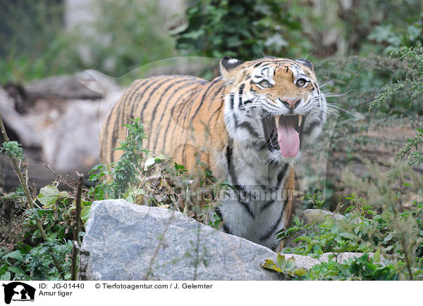 Amur tiger / JG-01440