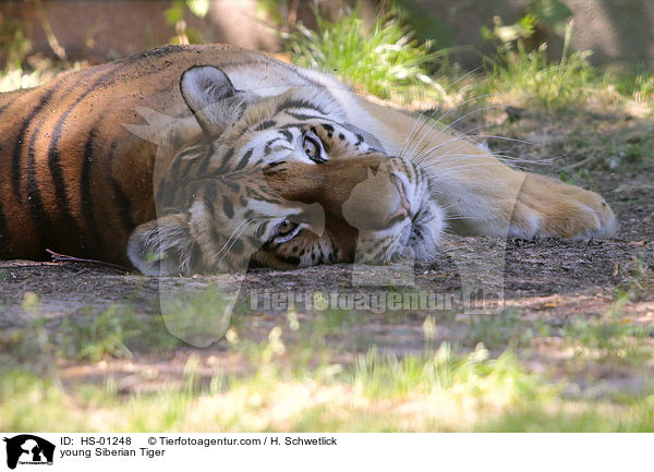 young Siberian Tiger / HS-01248