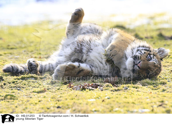 junger Amurtiger / young Siberian Tiger / HS-01253