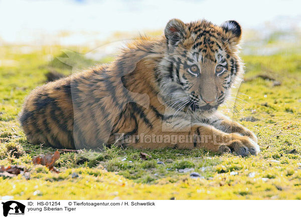 young Siberian Tiger / HS-01254