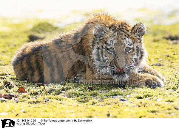 junger Amurtiger / young Siberian Tiger / HS-01256