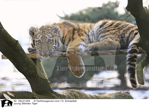 young Siberian Tiger / HS-01259