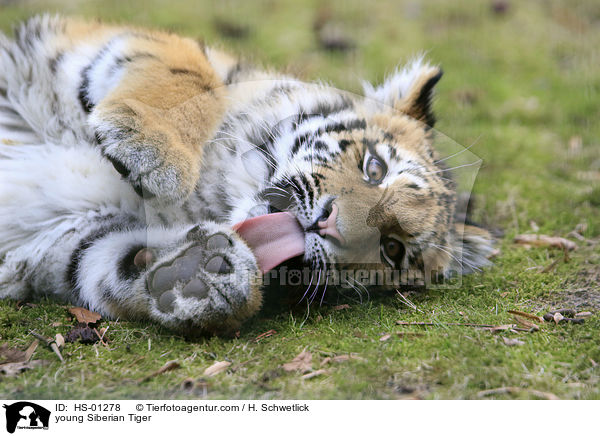 young Siberian Tiger / HS-01278