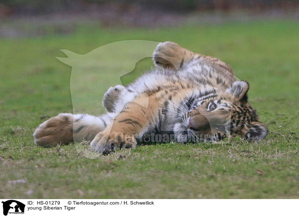 junger Amurtiger / young Siberian Tiger / HS-01279