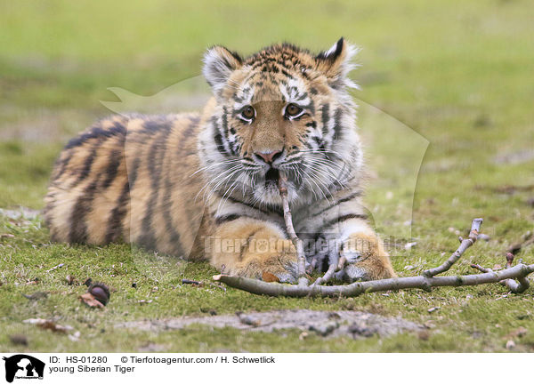 young Siberian Tiger / HS-01280