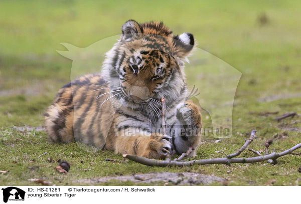 junger Amurtiger / young Siberian Tiger / HS-01281