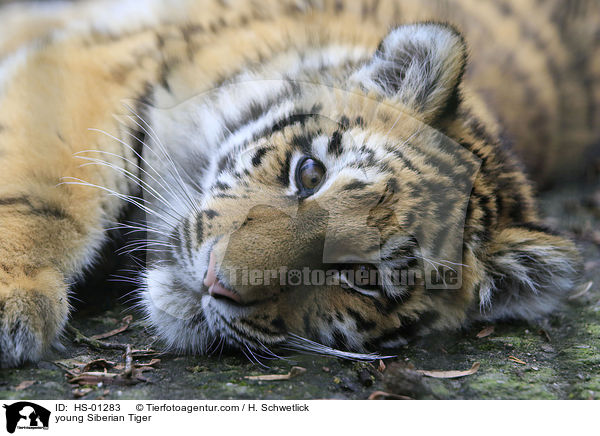 junger Amurtiger / young Siberian Tiger / HS-01283