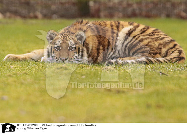 young Siberian Tiger / HS-01288