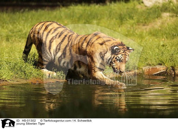 young Siberian Tiger / HS-01302