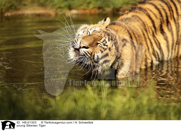 junger Amurtiger / young Siberian Tiger / HS-01303