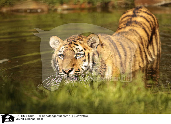 junger Amurtiger / young Siberian Tiger / HS-01304