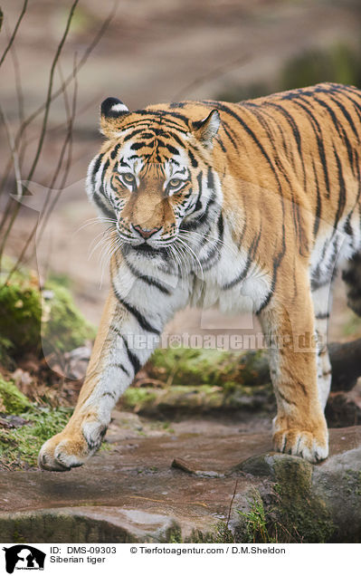Siberian tiger / DMS-09303