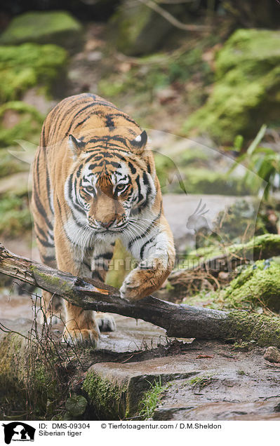 Siberian tiger / DMS-09304