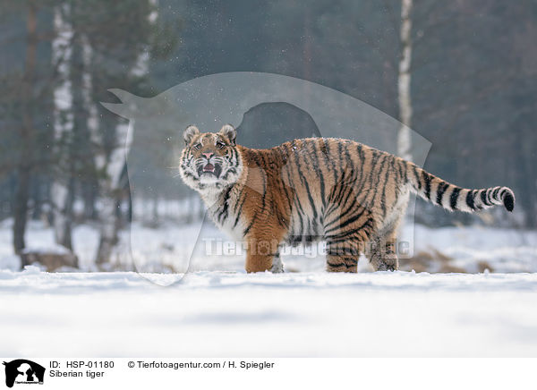 Sibirischer Tiger / Siberian tiger / HSP-01180
