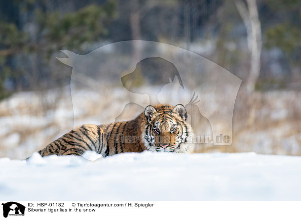 Siberian tiger lies in the snow / HSP-01182