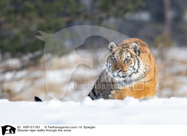 Siberian tiger walks through the snow / HSP-01183