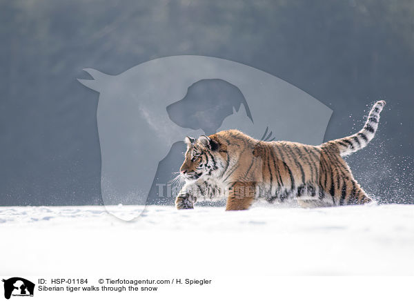Siberian tiger walks through the snow / HSP-01184