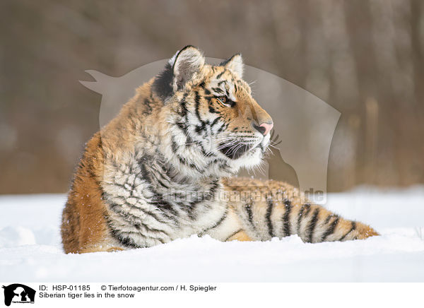 Sibirischer Tiger liegt im Schnee / Siberian tiger lies in the snow / HSP-01185