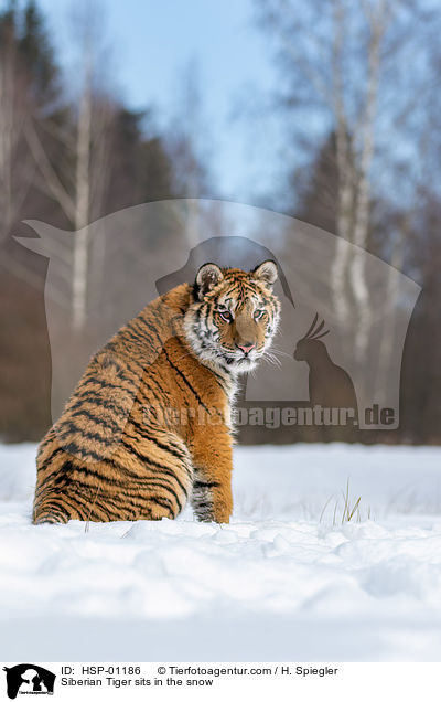 Siberian Tiger sits in the snow / HSP-01186