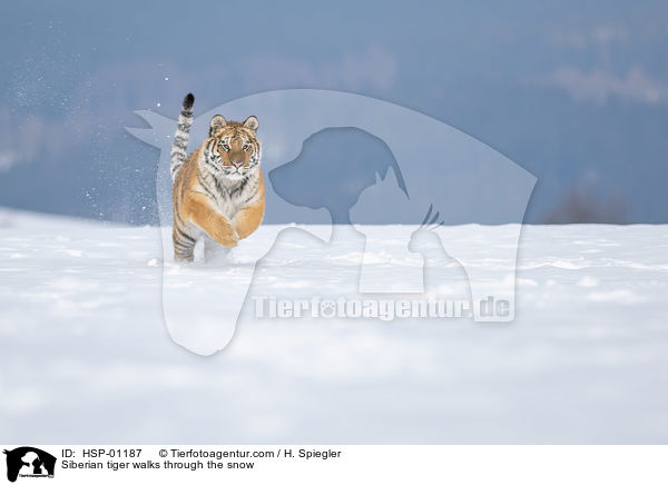 Siberian tiger walks through the snow / HSP-01187