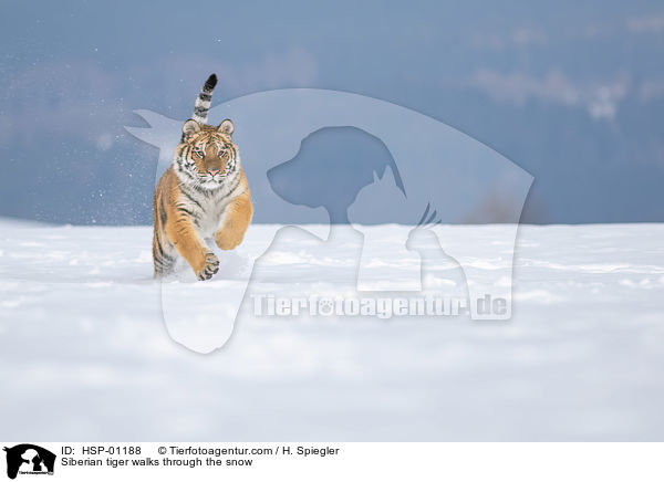 Sibirischer Tiger rennt durch den Schnee / Siberian tiger walks through the snow / HSP-01188