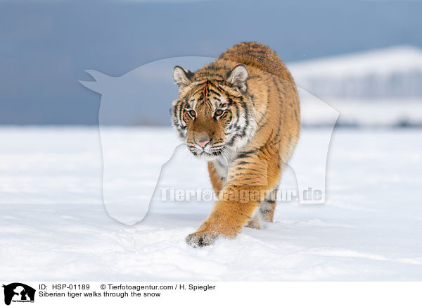 Siberian tiger walks through the snow / HSP-01189
