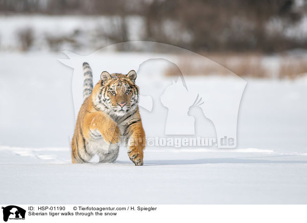 Sibirischer Tiger rennt durch den Schnee / Siberian tiger walks through the snow / HSP-01190