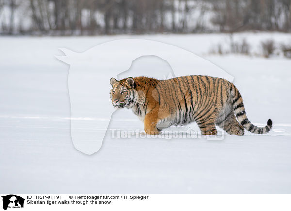 Sibirischer Tiger luft durch den Schnee / Siberian tiger walks through the snow / HSP-01191
