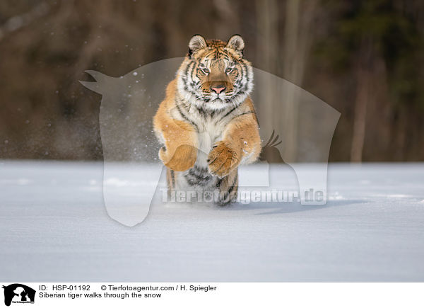 Siberian tiger walks through the snow / HSP-01192