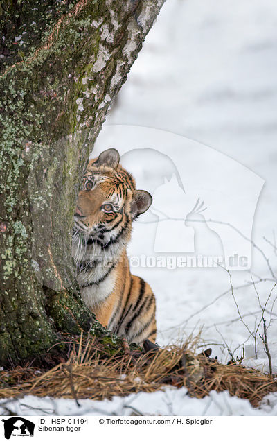Siberian tiger / HSP-01194