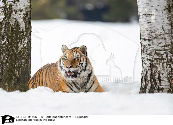 Sibirischer Tiger liegt im Schnee / Siberian tiger lies in the snow / HSP-01195