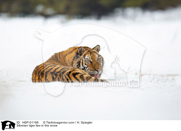 Sibirischer Tiger liegt im Schnee / Siberian tiger lies in the snow / HSP-01196