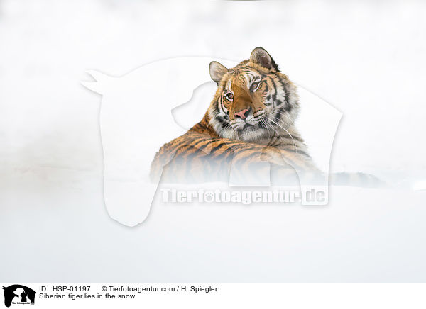 Sibirischer Tiger liegt im Schnee / Siberian tiger lies in the snow / HSP-01197