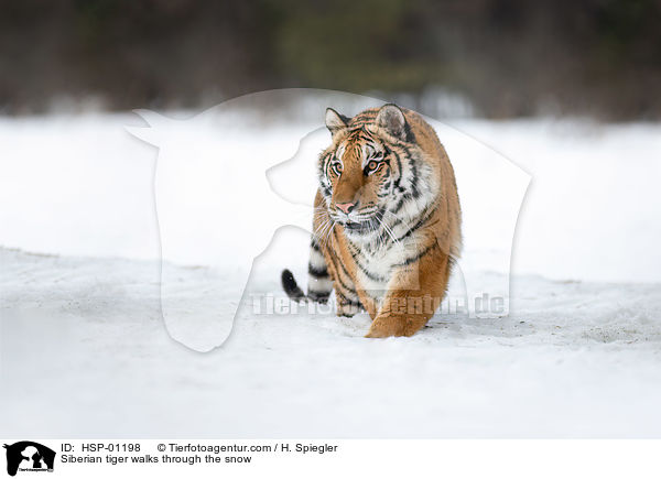 Sibirischer Tiger luft durch den Schnee / Siberian tiger walks through the snow / HSP-01198