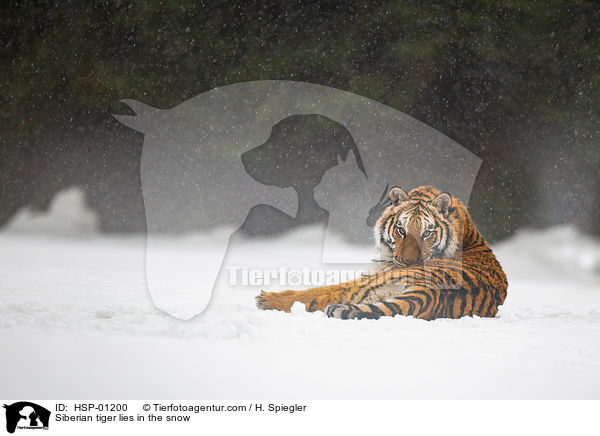 Sibirischer Tiger liegt im Schnee / Siberian tiger lies in the snow / HSP-01200