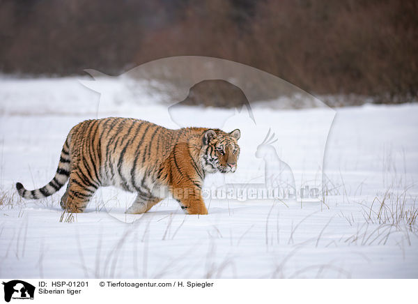 Sibirischer Tiger / Siberian tiger / HSP-01201