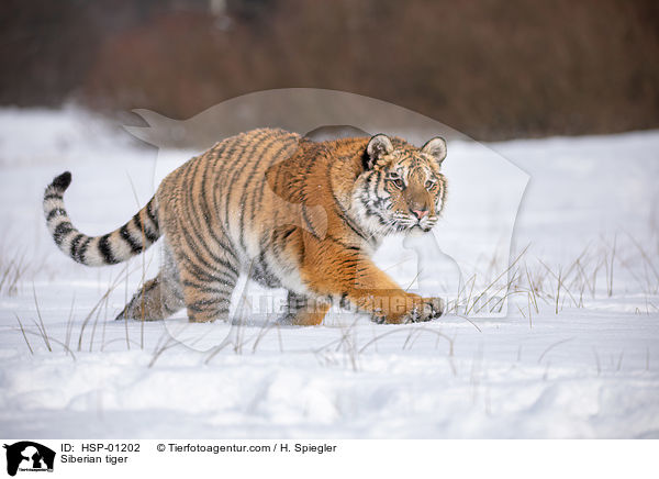 Sibirischer Tiger / Siberian tiger / HSP-01202