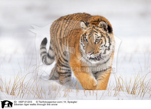 Sibirischer Tiger luft durch den Schnee / Siberian tiger walks through the snow / HSP-01203