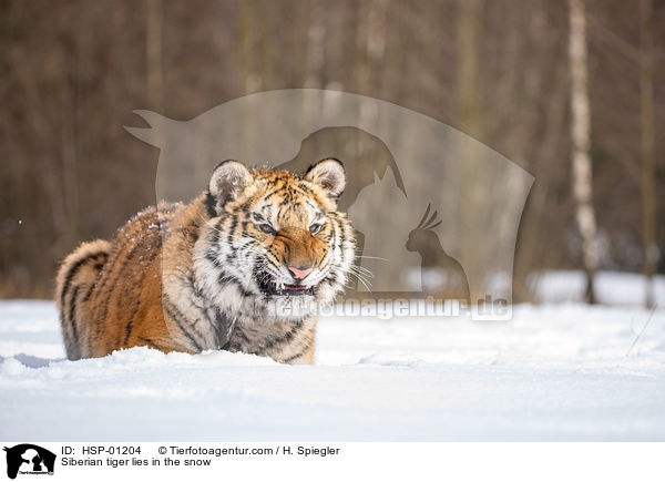 Sibirischer Tiger liegt im Schnee / Siberian tiger lies in the snow / HSP-01204